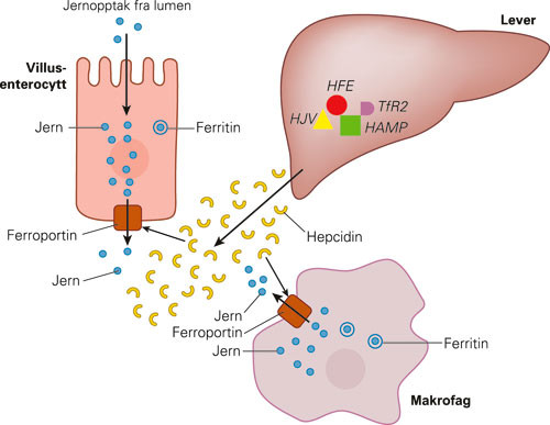 Figur 4  Normalt jernstoffskifte. De fire proteinene i lever, HFE, HJV (hemojuvelin), HAMP (hepcidin antimicrobial peptide)&hellip;