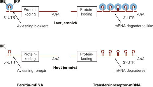 Figur 5  Regulering av transferrinreseptor- og ferritinsyntese via IRE og IRP. Ved lavt jerninnhold i cellen vil IRP binde&hellip;