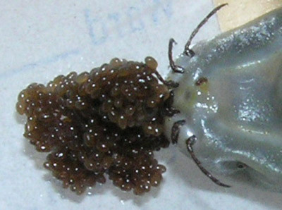 Figur 2  Fullsuget hunn som p&aring; v&aring;ren har lagt egg. St&oslash;rrelsen p&aring; fl&aring;tten er ca. 1 cm. Foto &Oslash;ystein Brorson