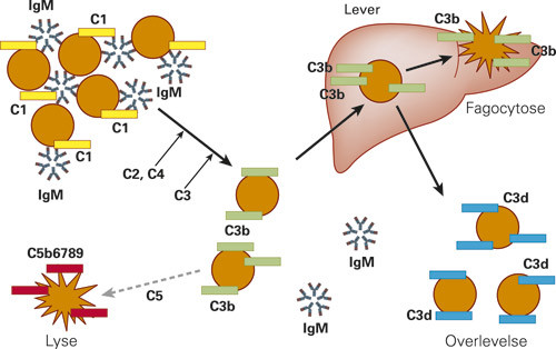 Figur 2  Kronisk kuldeagglutininsykdom. Ved avkj&oslash;ling i den perifere sirkulasjonen bindes kuldeagglutinin av IgM-type til&hellip;