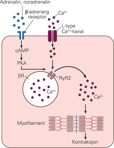 Figur 1  Kalsiumindusert intracellul&aelig;r kalsiumfrigj&oslash;ring via ryanodinreseptoren. Depolarisering av hjertemuskelcellen &aring;pner&hellip;