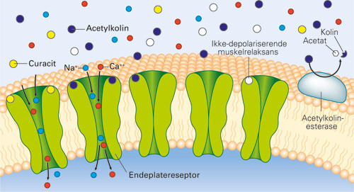 Figur 1  Virkningene av acetylkolin og curarestoffer p&aring; den motoriske endeplate. Hvis endeplatereseptoren binder to&hellip;