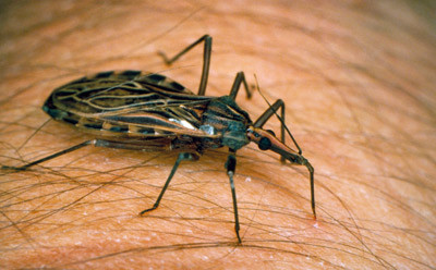 Chagastege, Rhodnius prolixus. Foto Martin Dohrn. Illustrasjonsfoto Science Photo Library/GV-Press/NordicPhotos