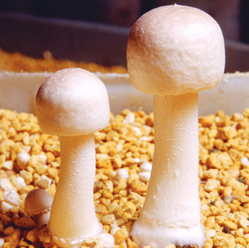 Agaricus blazei Murill. Foto &copy; NutriCon
