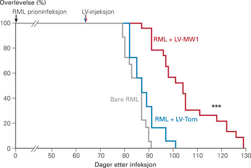 Figur 2  Behandling med lentivirus som uttrykker anti-PrP dsRNA forlenger overlevelsen i mus med etablert prionsykdom. Mus&hellip;