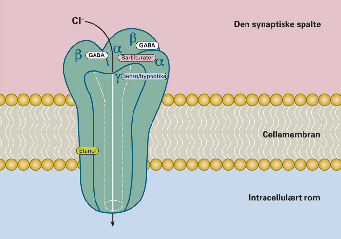 Figur 1  GABAA-reseptoren er en pentamerisk Cl--kanal, som oftest plassert postsynaptisk. De fem subenhetene er som oftest 2&hellip;
