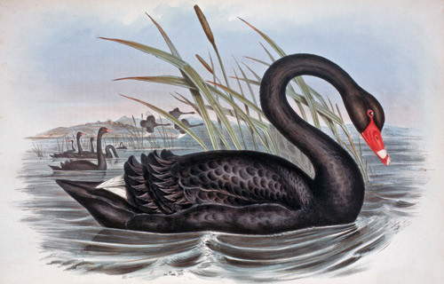 John Gould og H.C. Richter: Sort svane, 1848. Foto &copy; Academy of Natural Sciences of Philadelphia/Corbis/SCANPIX
