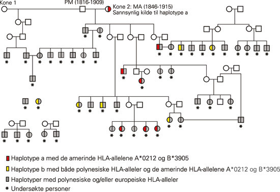 Figur 4  Slektskapet mellom beboere p&aring; P&aring;ske&oslash;ya som vi unders&oslash;kte (merket med en stjerne) og noen av deres ikke-unders&oslash;kte&hellip;