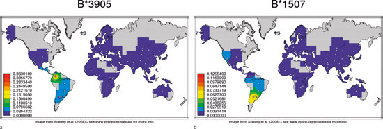 Figur 5  Utbredelsen av a) HLA-allelet B*3905 og b) HLA-allelet B*1507. Til venstre er angitt allelfrekvenser i forskjellige&hellip;