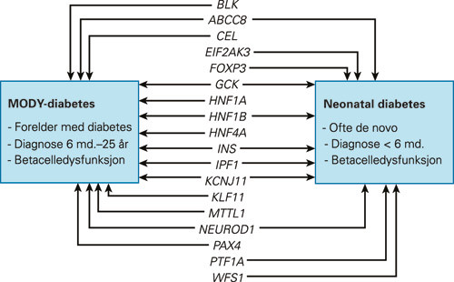 Figur 2  Kliniske karakteristika og genetiske &aring;rsaker til monogen diabetes. MODY og neonatal diabetes kan ha samme genetiske&hellip;