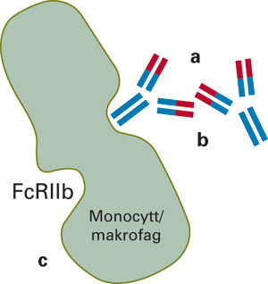 Figur 1  Intraven&oslash;s IgG-behandling kan p&aring;virke ulike immunmekanismer, som a) n&oslash;ytralisere patogene antistoffer, b) hemme&hellip;