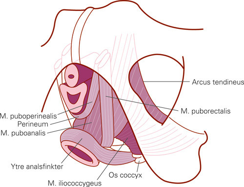Figur 1  Levator ani-musklene sett fra undersiden. Vulvastrukturer og perinealmembranen er fjernet. M. puboviscerale&hellip;