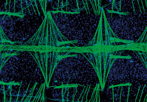 Anopheles gambiae &ndash; myggens sirkulasjonssystem. Foto Jonas King, Hillyer Lab, Vanderbilt University
