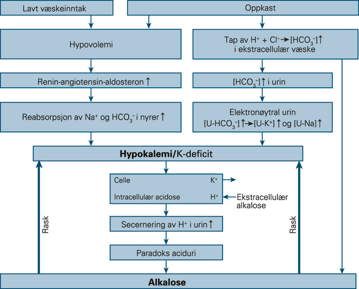 Figur 1  En forenklet oversikt over de komplekse mekanismene som medf&oslash;rte hypokalemi hos pasienten