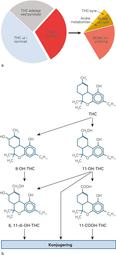 Figur 1  Hva skjer med THC under og etter r&oslash;yking? a) Under r&oslash;yking av en marihuanasigarett vil 20&thinsp;&ndash;&thinsp;37 % av THC-mengden tas&hellip;