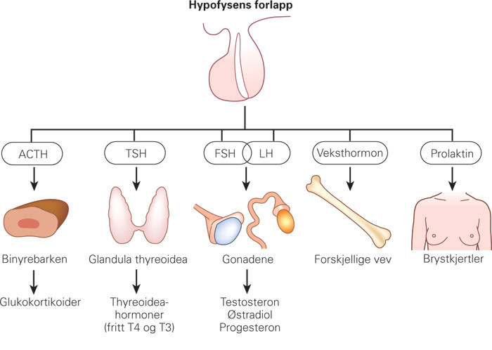 Figur 1  Skjematisk fremstilling av adenohypofysens akser