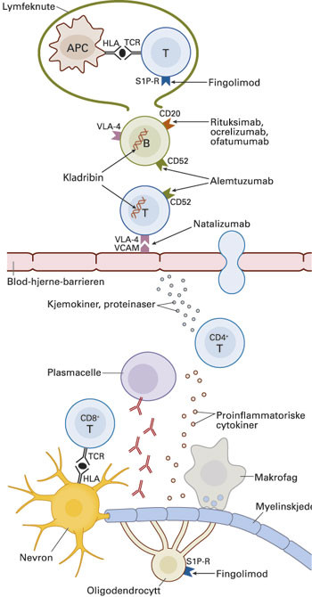 Figur 1  Oversikt over angrepspunkter for et utvalg nye medikamenter mot multippel sklerose. Medikamentene supprimerer p&aring;&hellip;