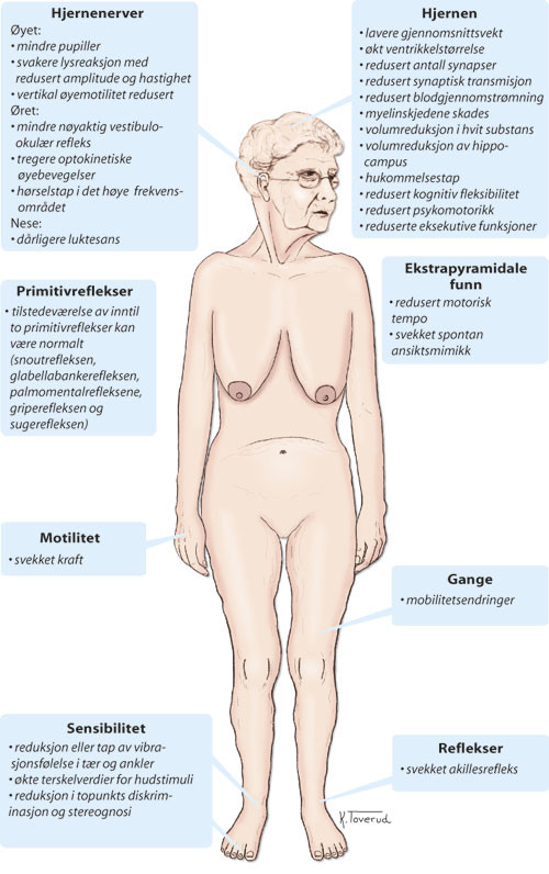 Figur 1  Endringer i nervesystemet ved normal aldring
