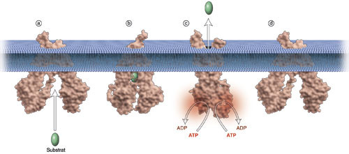 Figur 2  Cellul&aelig;r utpumping av et legemiddel som er substrat for en ABC-transport&oslash;r. a) Substratet gjenkjennes av&hellip;
