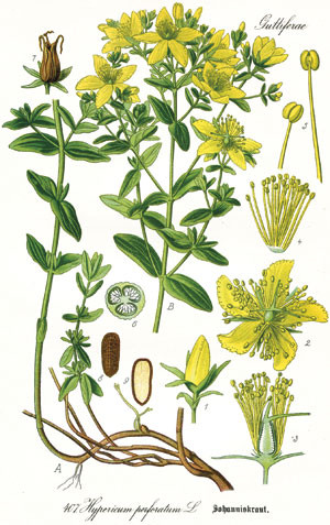Prikkperikum (Hypericum perforatum) kalles johannesurt p&aring; svensk, og det er under dette navnet planten er tilgjengelig som&hellip;