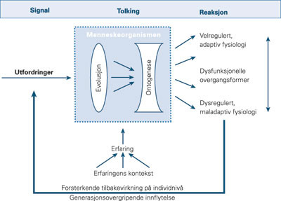 Figur 1  Modellen viser hvordan genetiske og epigenetiske elementer (angitt som linser) bidrar til en organismes fortolkning&hellip;