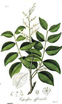 Figur 7  Copaifera officinalis, som kopaivabalsam utvinnes fra, gjengitt fra Medical botany av John Stephenson & James&hellip;