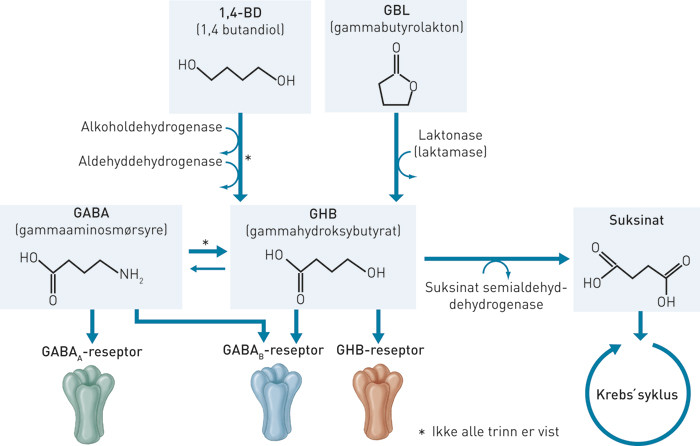 Figur 1  Gammabutyrolakton (GBL) og 1,4-BD omdannes i kroppen til gammahydroksybutyrat (GHB). GHB kan p&aring;virke GABAB&hellip;