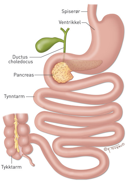 Figur 1  Normal anatomi som viser beliggenhet av spiser&oslash;r, magesekk, ductus choledocus, bukspyttkjertel og tynn- og tykktarm