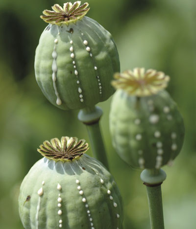 Figur 1  Opiumsvalmuen (Papaver somniferum) med den melkehvite plantesaften opium. Istockphoto