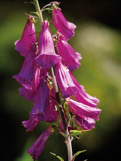 Digitalis purpurea &ndash; revebjelle &ndash; er en gammel medisinplante. Foto SCANPIX
