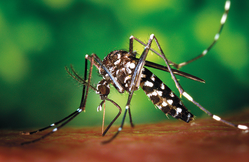 Figur 1  Aedes albopictus (tigermygg). Gjengitt med tillatelse fra Centers for Disease Control and Prevention (CDC)