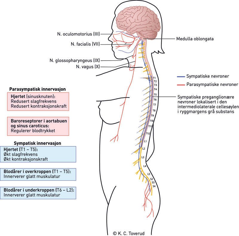 Figur 1  Hjertets parasympatiske og sympatiske innervasjon vil henholdsvis redusere og &oslash;ke hjertefrekvensen. Sympatiske&hellip;