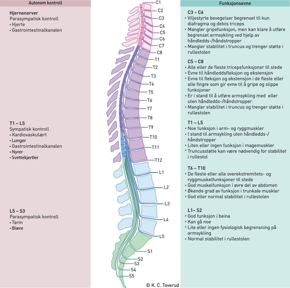 Figur 3  Funksjonsevne og autonom kontroll i forhold til skadeniv&aring;. Figuren er modifisert etter Phillips og medarbeidere (8)&hellip;
