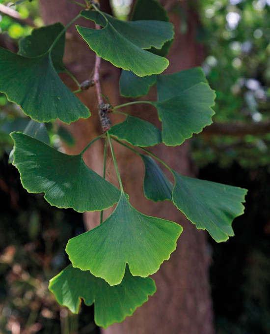 Figur 1  Gingko biloba. Istockphoto/Thinkstock