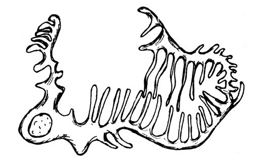 Fig. 1  Normal podocytt