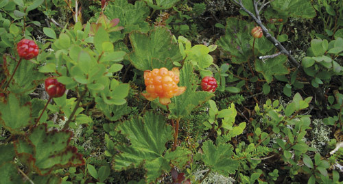 Multer i Finnmark. Bildet er brukt som forsideillustrasjon i Journal of Nutrition. Foto Kaare R. Norum