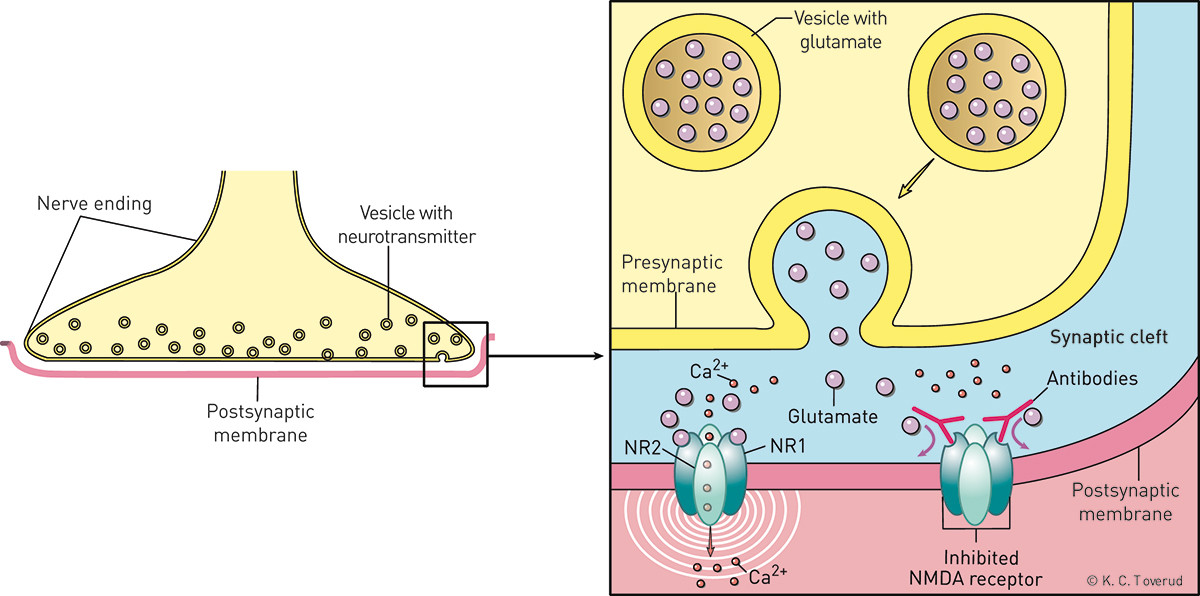Figure 3  Schematic illustration of NMDA (N-methyl D-aspartate) type glutamate receptors in the brain. The NMDA receptor&hellip;