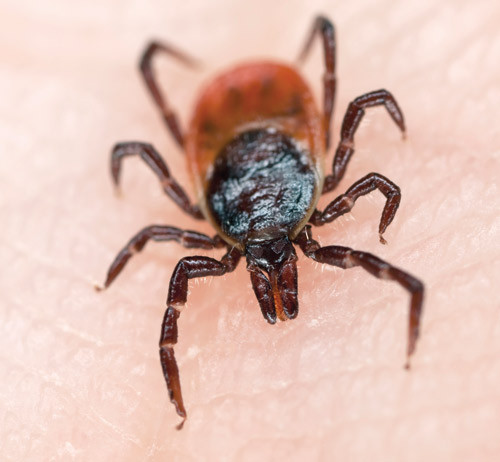 Borreliabakterien overf&oslash;rt ved fl&aring;ttbitt er den vanligste &aring;rsaken til meningitt hos barn i Rogaland. Foto Istockphoto&hellip;