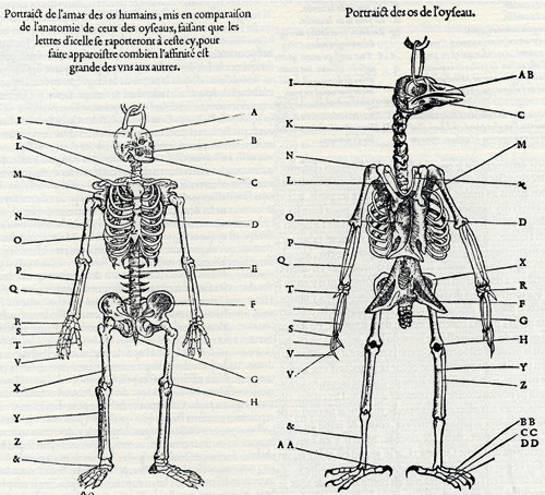 Figur 1  Sammenlikning av skjelettet til fugl og menneske. Fra Pierre Belons L''Histoire de la nature des oyseaux fra 1555