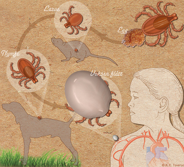 Fl&aring;ttens livssyklus