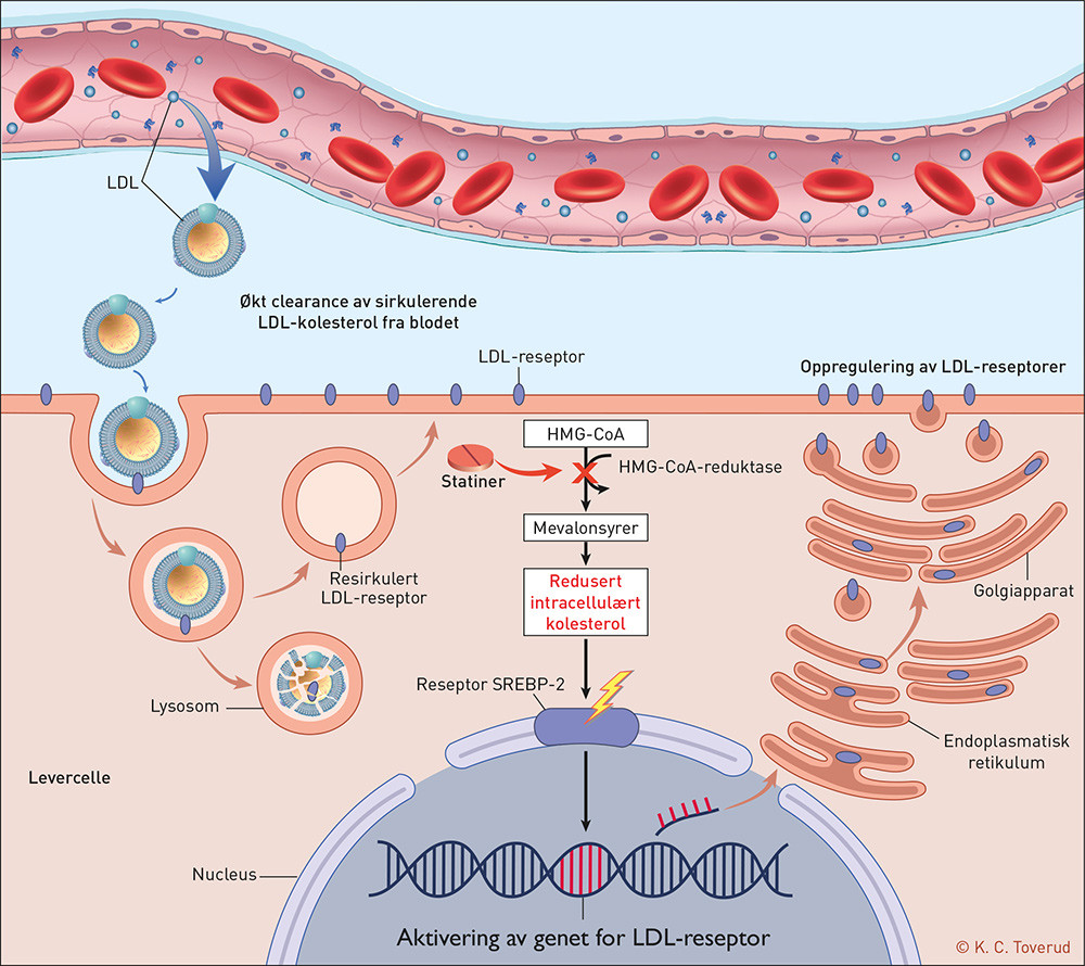 Figur 1  Den kolesterolsenkende virkningen av statiner foreg&aring;r i levercellene. Statiner hemmer det hastighetsbegrensende&hellip;