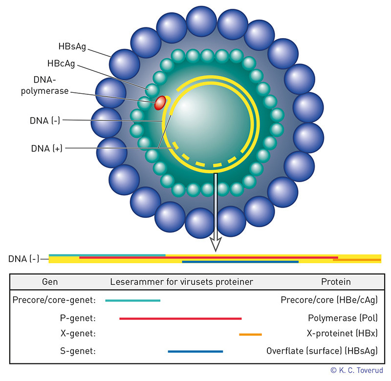 Figur 1  Oppbygning av et hepatitt-B-virus og skjematisk fremstilling av dets genom. Virusets DNA koder for en innerkappe av&hellip;