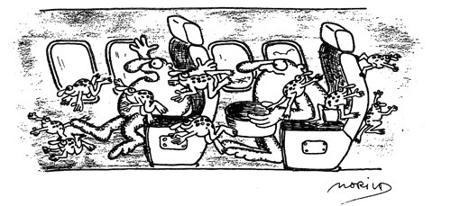 Fig. 1.  Froskene kvekket muntert p&aring; jumbojeten og hadde riktig utbytte av reisen.