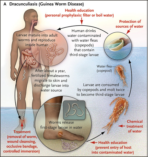 Guineaormens livssyklus og tiltak for utryddelse av sykdommen (1). Gjengitt med tillatelse fra New England Journal of&hellip;