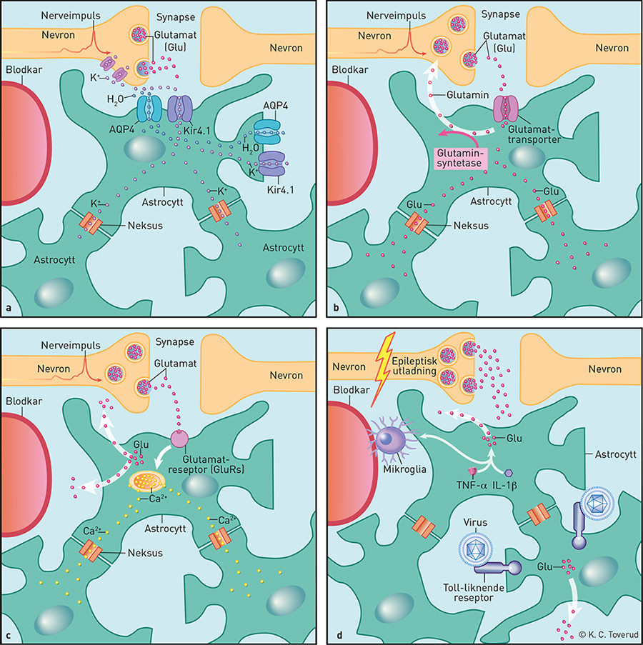 Figur 1  Astrocyttfunksjoner med betydning for epilepsi. a) Kalium- og vannlikevekt. Kalium blir frisatt ved synaptisk&hellip;