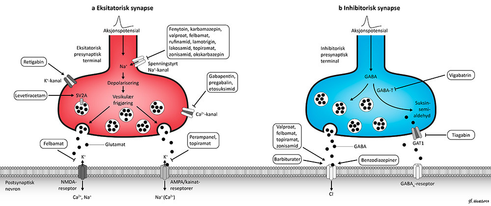 Figur 1  Forenklet illustrasjon av noen av de viktigste virkningsstedene for antiepileptika i nervecellenes kontaktsteder (=&hellip;