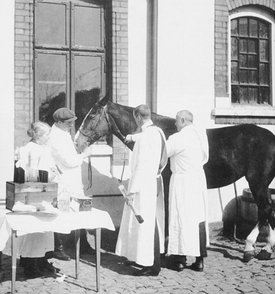 Figur 3  Produksjon av difteriantitoksin fra hest ved Ullev&aring;l sykehus i 1905. Foto: A.B. Wilse