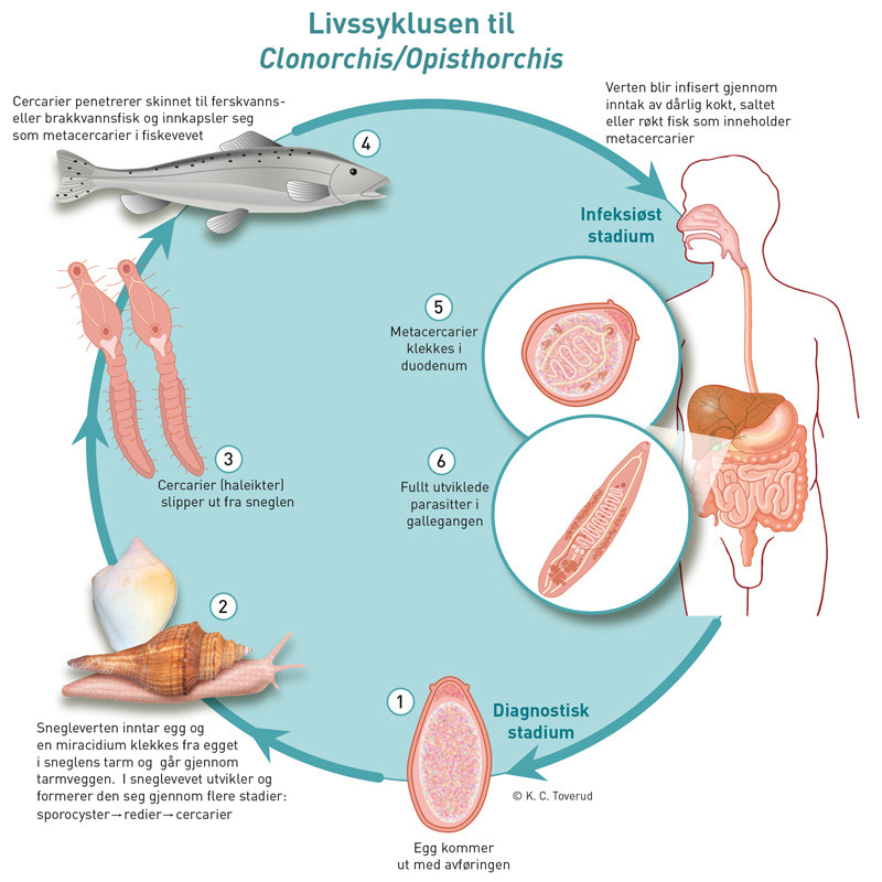 Figur 1  Livssyklus Clonorchis/Opisthorchis. Befruktede egg frigj&oslash;res i galleganger og inn i avf&oslash;ringen. Egg spises av&hellip;