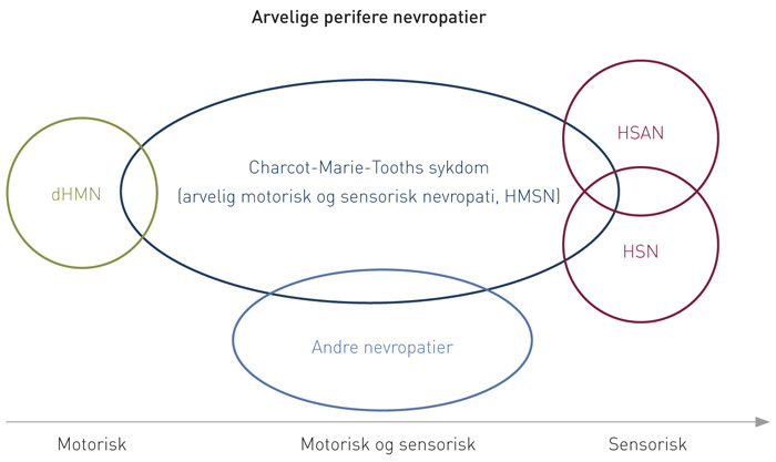 Figur 1  Ulike grupper av arvelige perifere nevropatier har overlappende fenotype. dHMN = distal heredit&aelig;r motorisk&hellip;