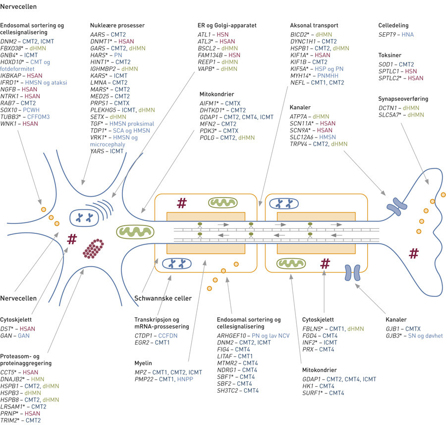 Figur 2  Gener assosiert med arvelig perifer nevropati, deres assosierte fenotyper og antatte patogene mekanismer (6, 12&thinsp;&ndash;&hellip;